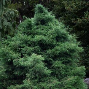 Hamisciprus (Chamaecyparis obtusa ‘Coralliformis’)