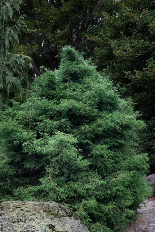Hamisciprus (Chamaecyparis obtusa ‘Coralliformis’)