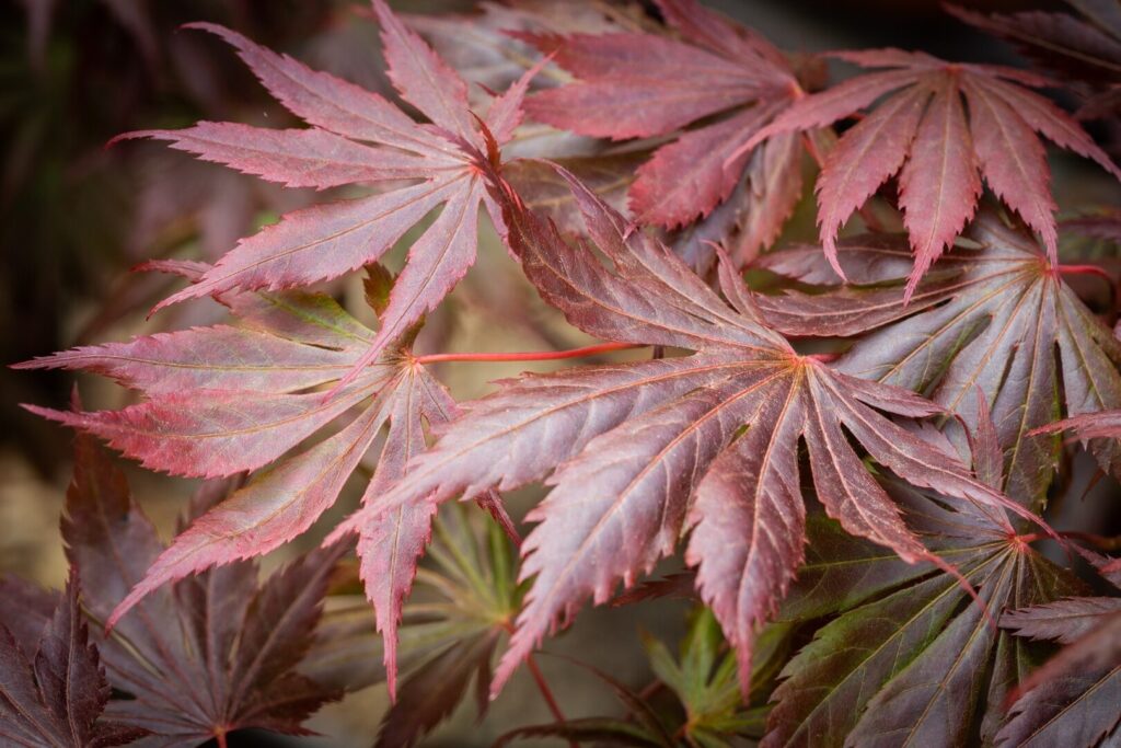 Japán juhar (Acer palmatum ‘Trompenburg’)