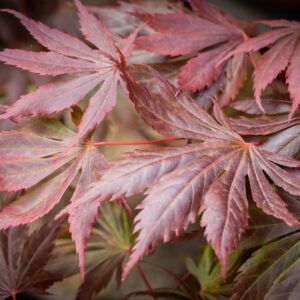 Japán juhar (Acer palmatum ‘Trompenburg’)
