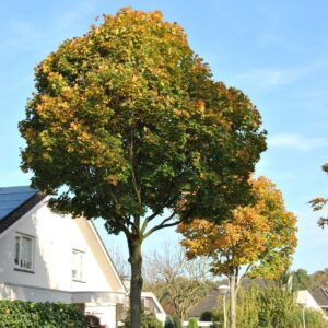 Korai juhar (Acer platanoides ‘Cleveland’)