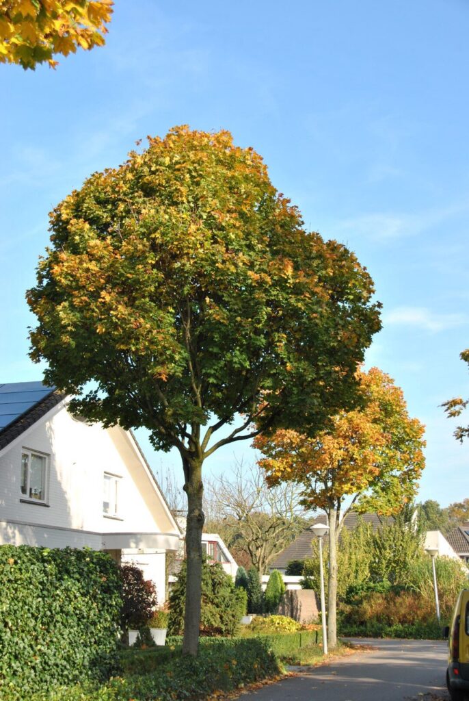 Korai juhar (Acer platanoides ‘Cleveland’)