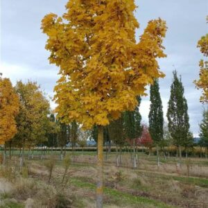 Korai juhar (Acer platanoides ‘Columnare’)