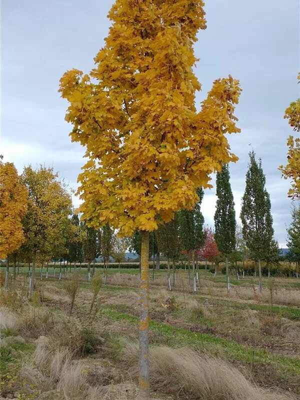 Korai juhar (Acer platanoides ‘Columnare’)