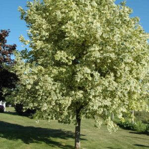 Korai juhar (Acer platanoides ‘Drummondii’)
