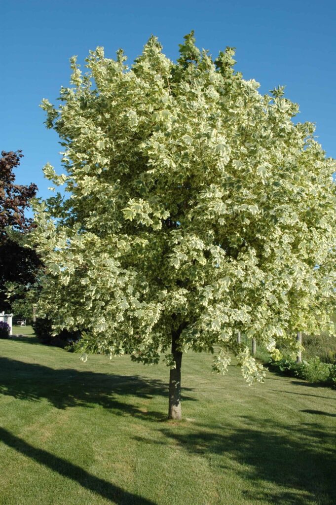 Korai juhar (Acer platanoides ‘Drummondii’)
