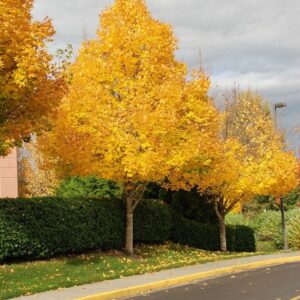 Korai juhar (Acer platanoides ‘Emerald Queen’)