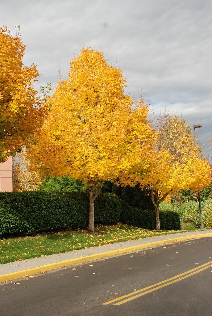 Korai juhar (Acer platanoides ‘Emerald Queen’)