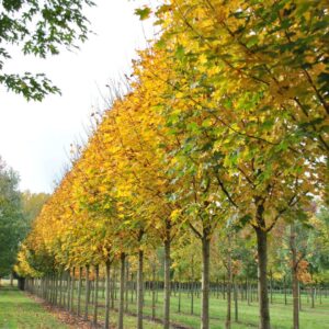 Korai juhar (Acer platanoides ‘Fairview’)