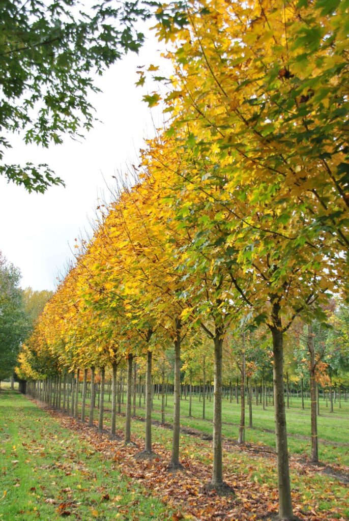 Korai juhar (Acer platanoides ‘Fairview’)
