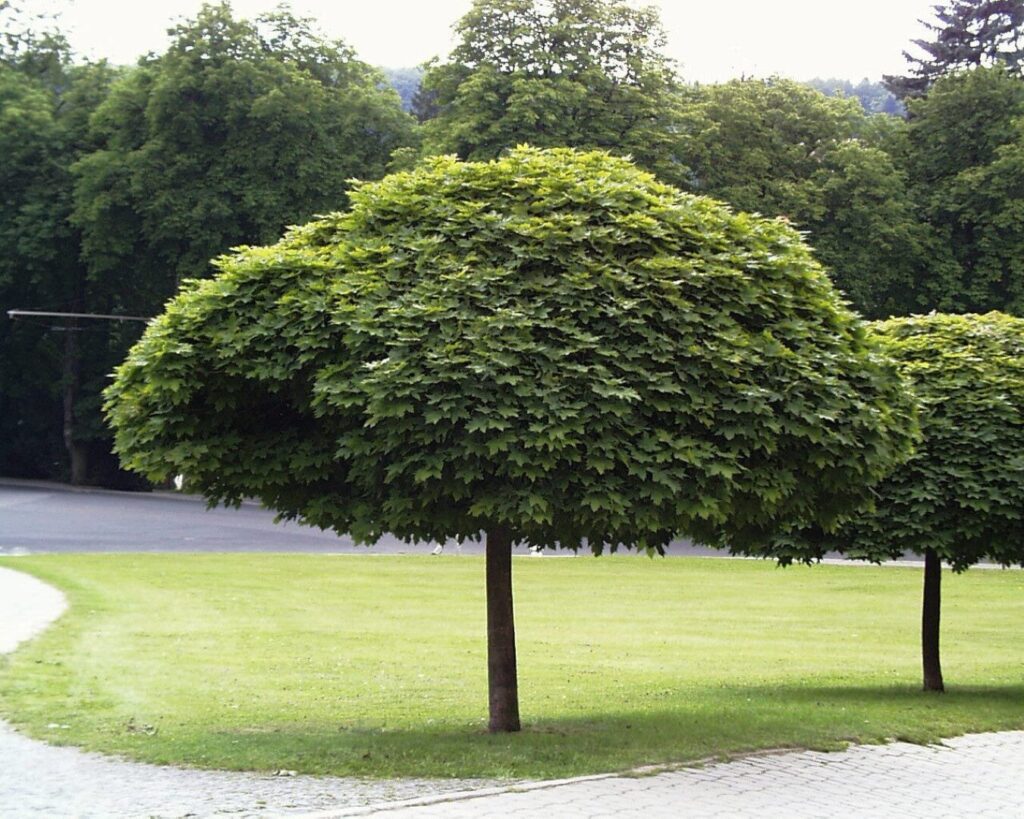 Koronás juhar (Acer platanoides ‘Globosum’)