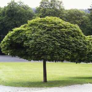 Koronás juhar (Acer platanoides ‘Globosum’)