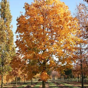 Korai juhar (Acer platanoides ‘Olmsted’)