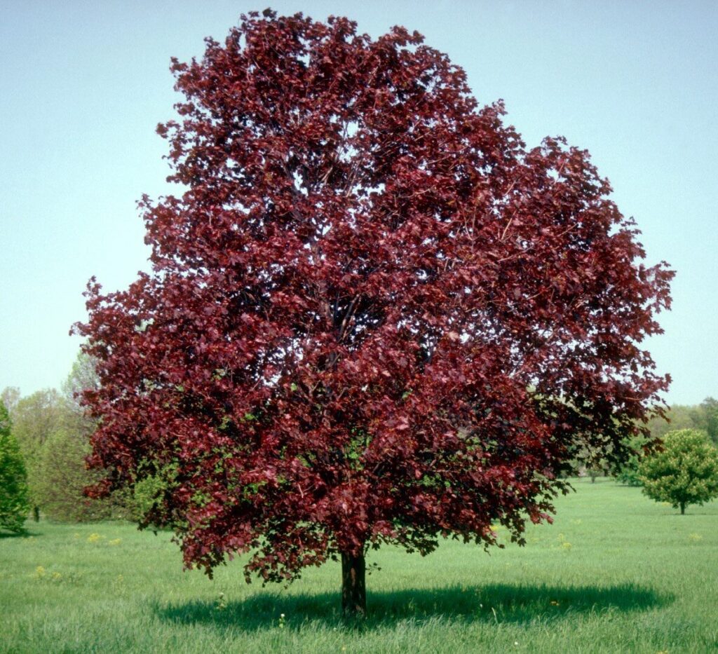 Korai juhar (Acer platanoides ‘Royal Red’)