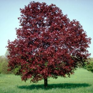 Korai juhar (Acer platanoides ‘Royal Red’)