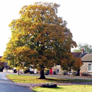 Hegyi juhar (Acer pseudoplatanus ‘Negenia’)