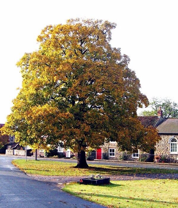 Hegyi juhar (Acer pseudoplatanus ‘Negenia’)