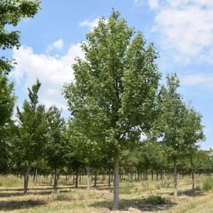 Korai juhar (Acer pseudoplatanus)