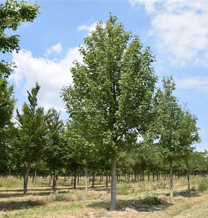 Korai juhar (Acer pseudoplatanus)