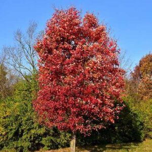 Vörös juhar (Acer rubrum ‘Autumn Flame’)