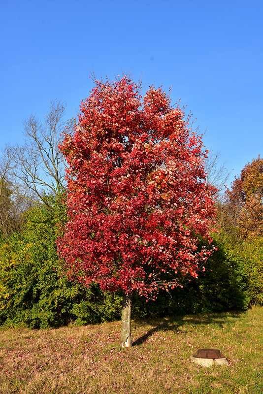 Vörös juhar (Acer rubrum ‘Autumn Flame’)