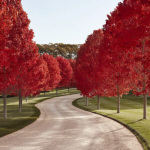 Vörös juhar (Acer rubrum ‘October Glory’)