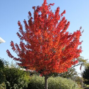 Vörös juhar (Acer rubrum)