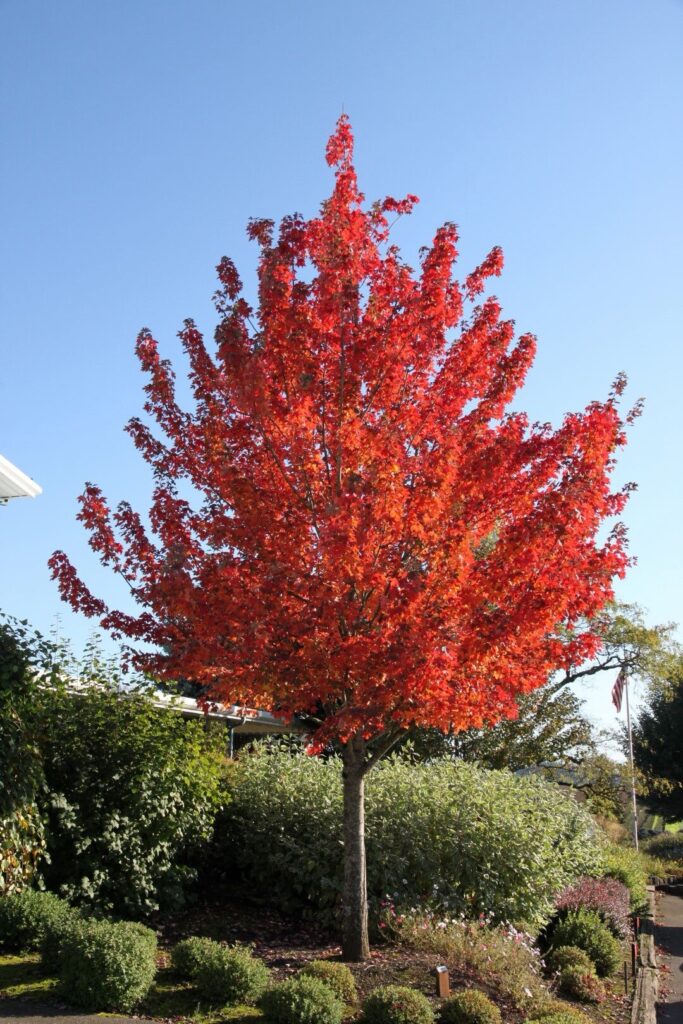 Vörös juhar (Acer rubrum)