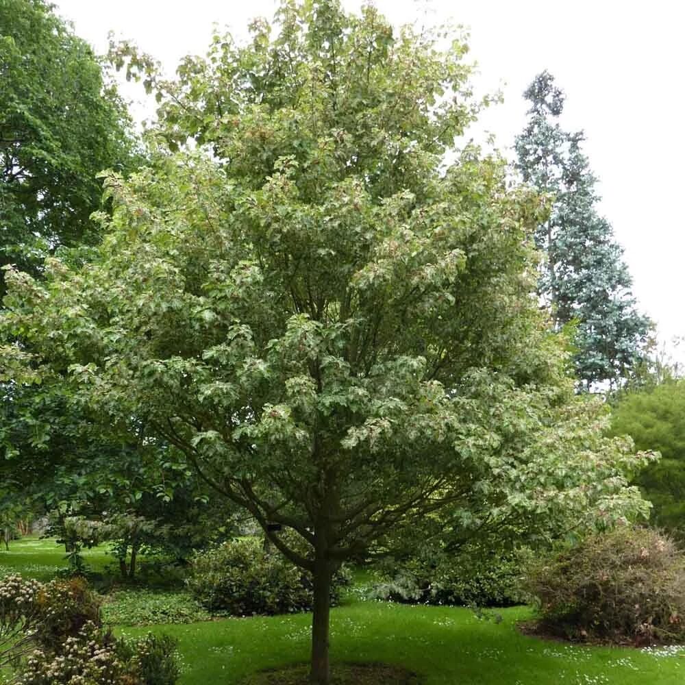 Szürke juhar (Acer rufinerve)