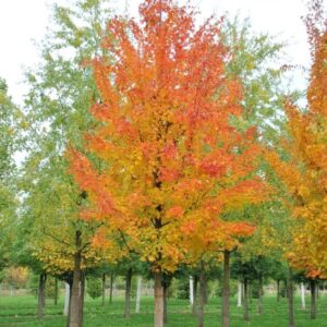 Ezüst juhar (Acer saccharinum)