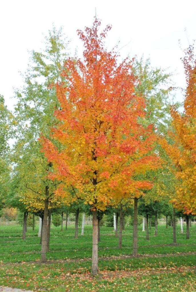 Ezüst juhar (Acer saccharinum)