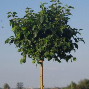 Bibircses nyír (Betula pendula ‘Magical Globe’)