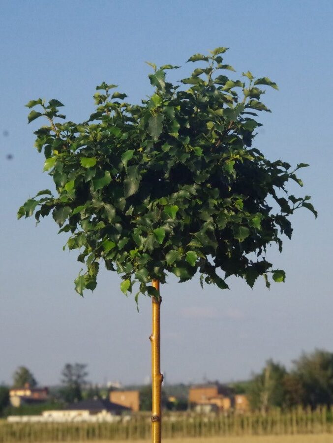 Bibircses nyír (Betula pendula ‘Magical Globe’)