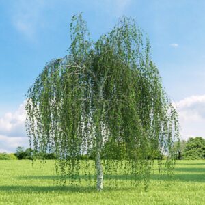 Csüngő nyír (Betula pendula ‘Youngii’)