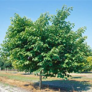 Papíreperfa (Broussonetia papyrifera)