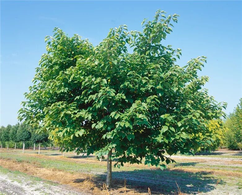 Papíreperfa (Broussonetia papyrifera)