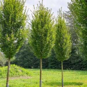 Oszlopos gyertyán (Carpinus betulus ‘Pyramidalis’)