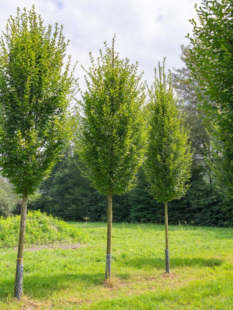 Oszlopos gyertyán (Carpinus betulus ‘Pyramidalis’)