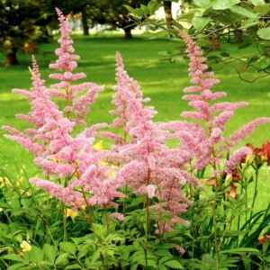 Kerti tollbuga (Astilbe japonica ‘Europa’)