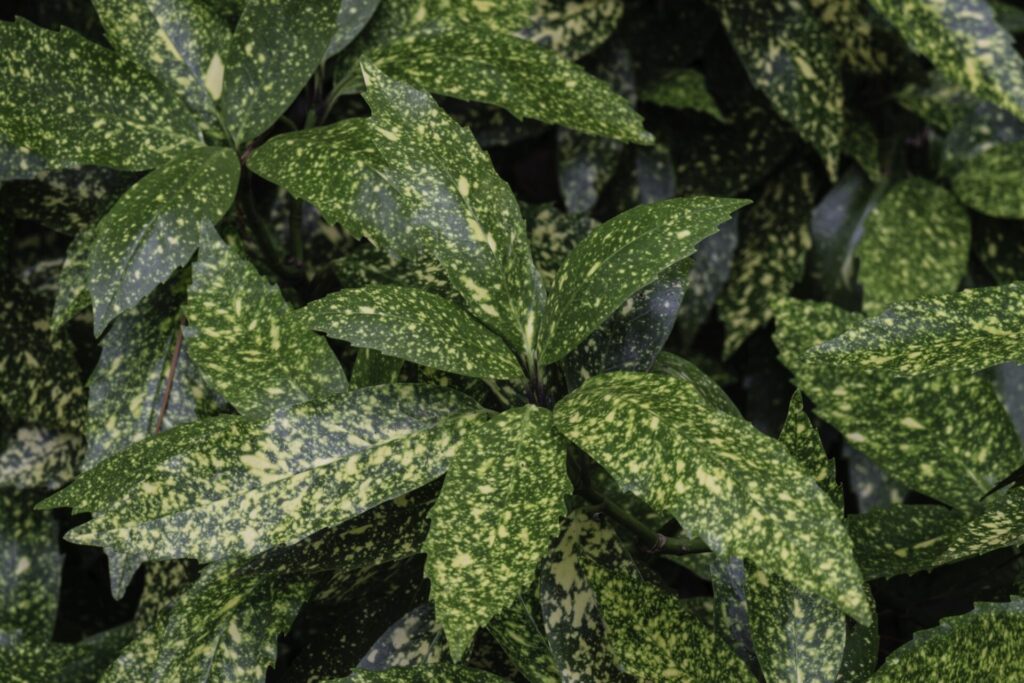 Aukuba (Aucuba japonica)