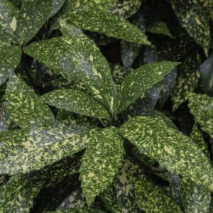 Aukuba (Aucuba japonica)