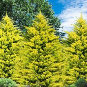Leylandciprus (Cupressocyparis leylandii ‘Gold Rider’)