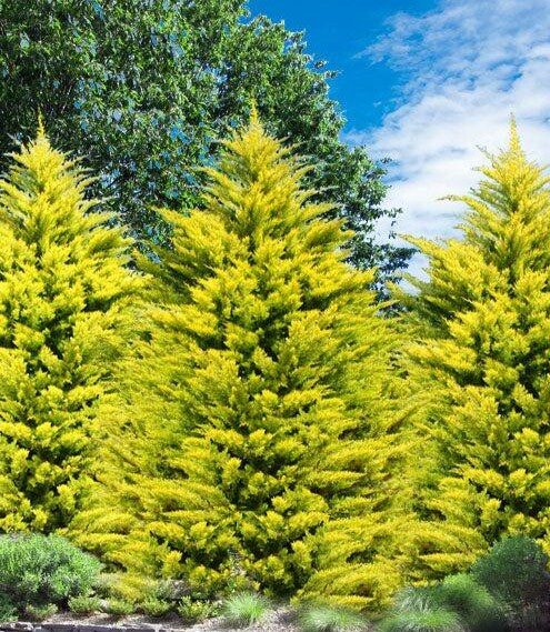Leylandciprus (Cupressocyparis leylandii ‘Gold Rider’)