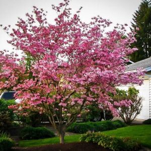 Som (Cornus ‘Stellar Pink’)