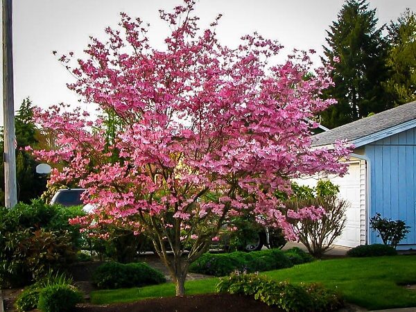 Som (Cornus ‘Stellar Pink’)