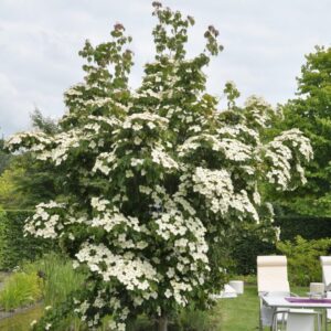 Kousa som (Cornus kousa ‘China Girl’)