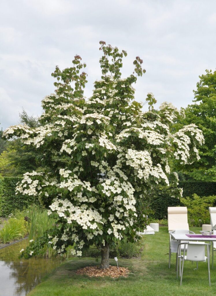 Kousa som (Cornus kousa ‘China Girl’)