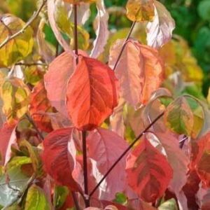 Virágos som (Cornus florida ‘Rainbow’)