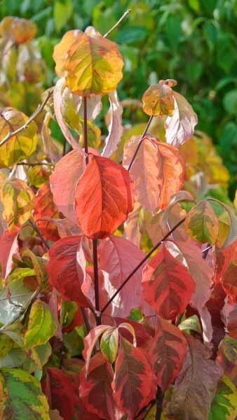 Virágos som (Cornus florida ‘Rainbow’)