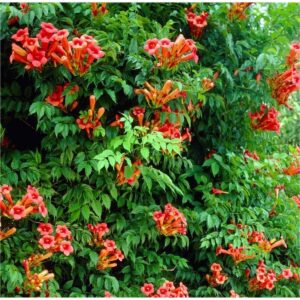 Trombitafolyondár (Campsis radicans)